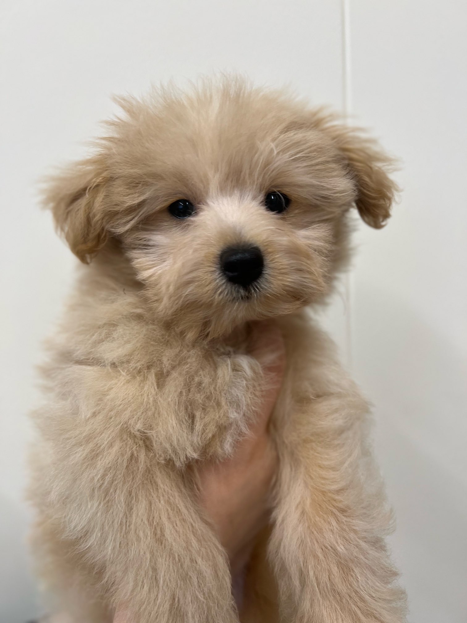 Mix ペット検索 ペット大好き