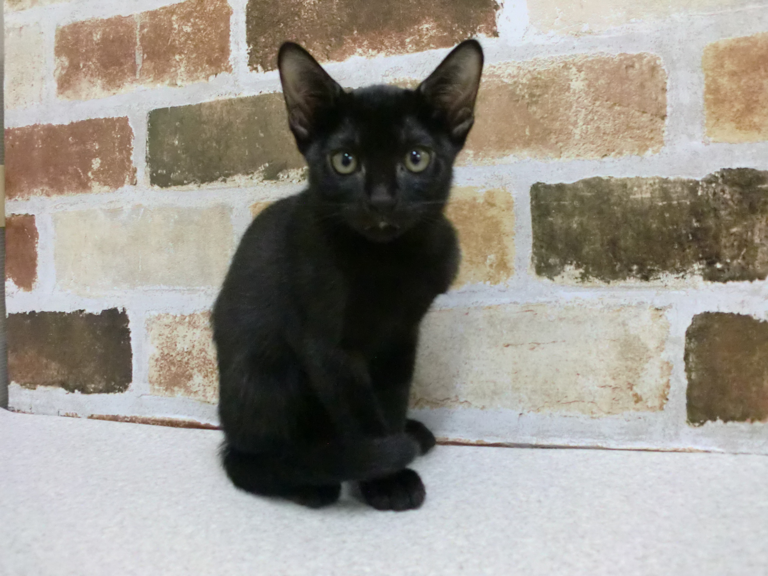 ペットプラザ知立店 ペット検索 ペット大好き