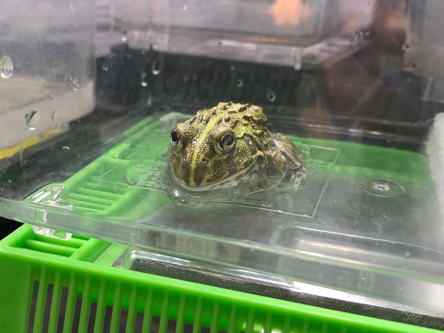 引き取り限定 アフリカウシガエル アフウシ 直接渡し限定 ペット