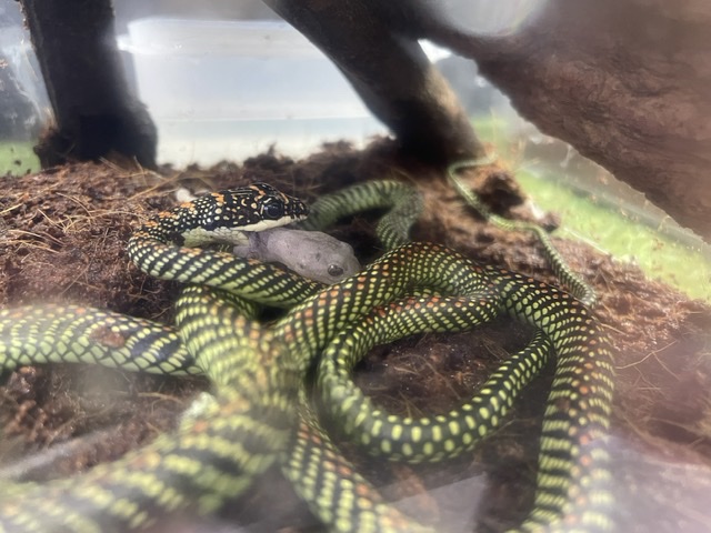 爬虫類|ペット検索|ペット大好き!