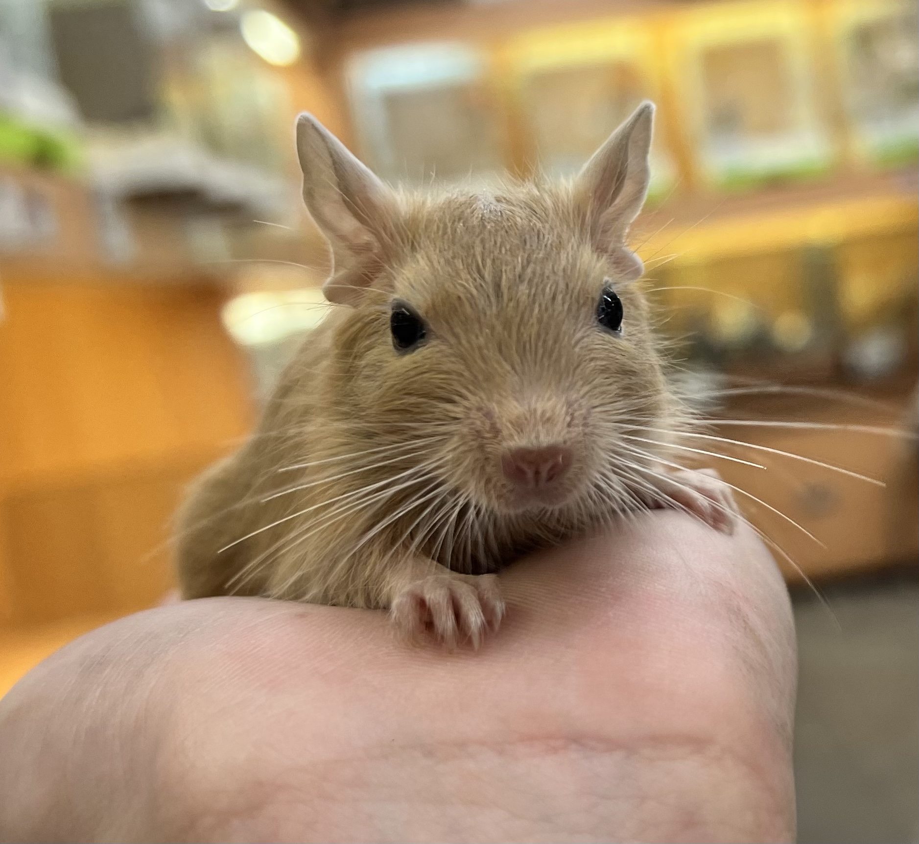 デグー ペット検索 ペット大好き