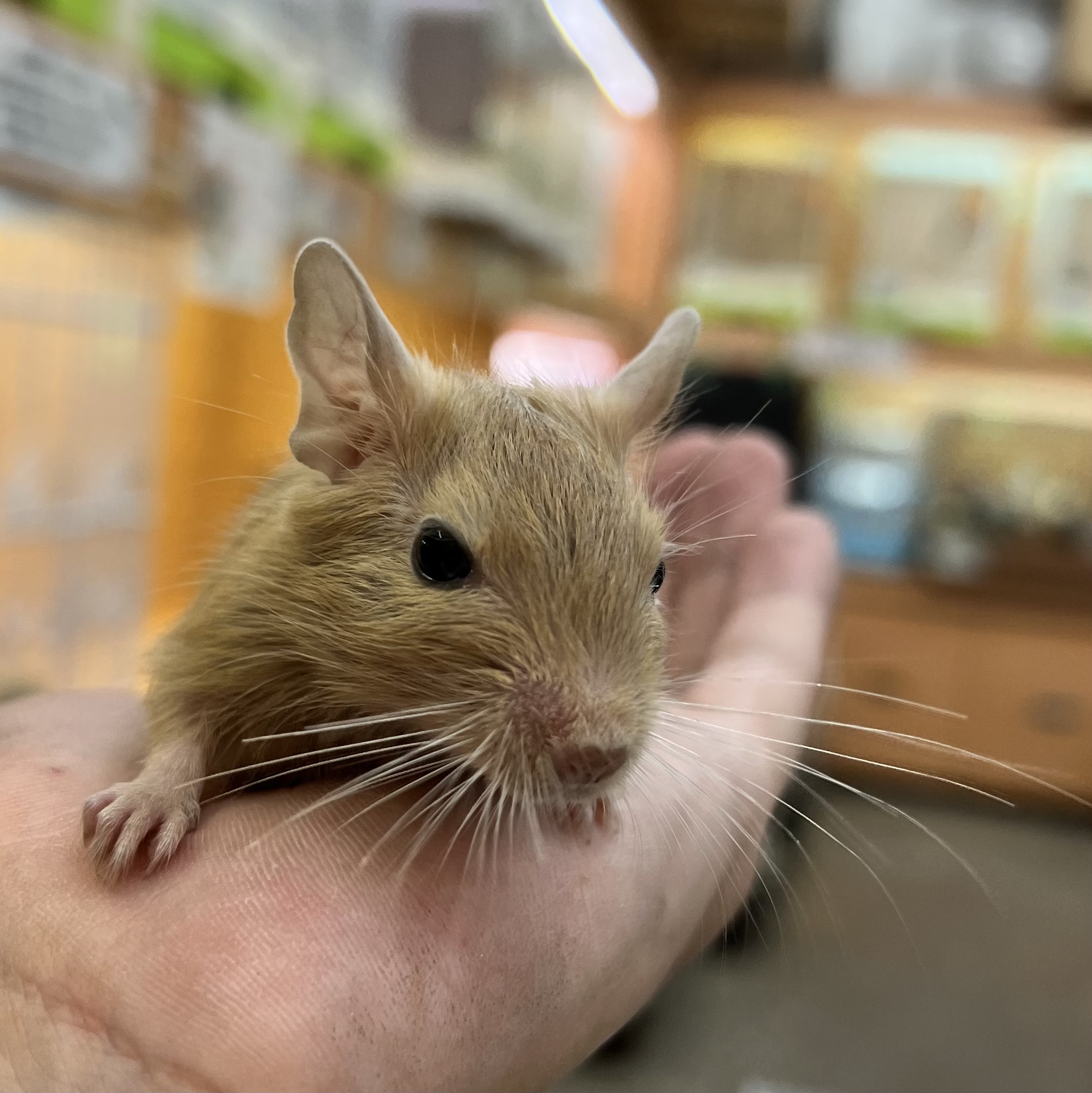 デグー ペット検索 ペット大好き