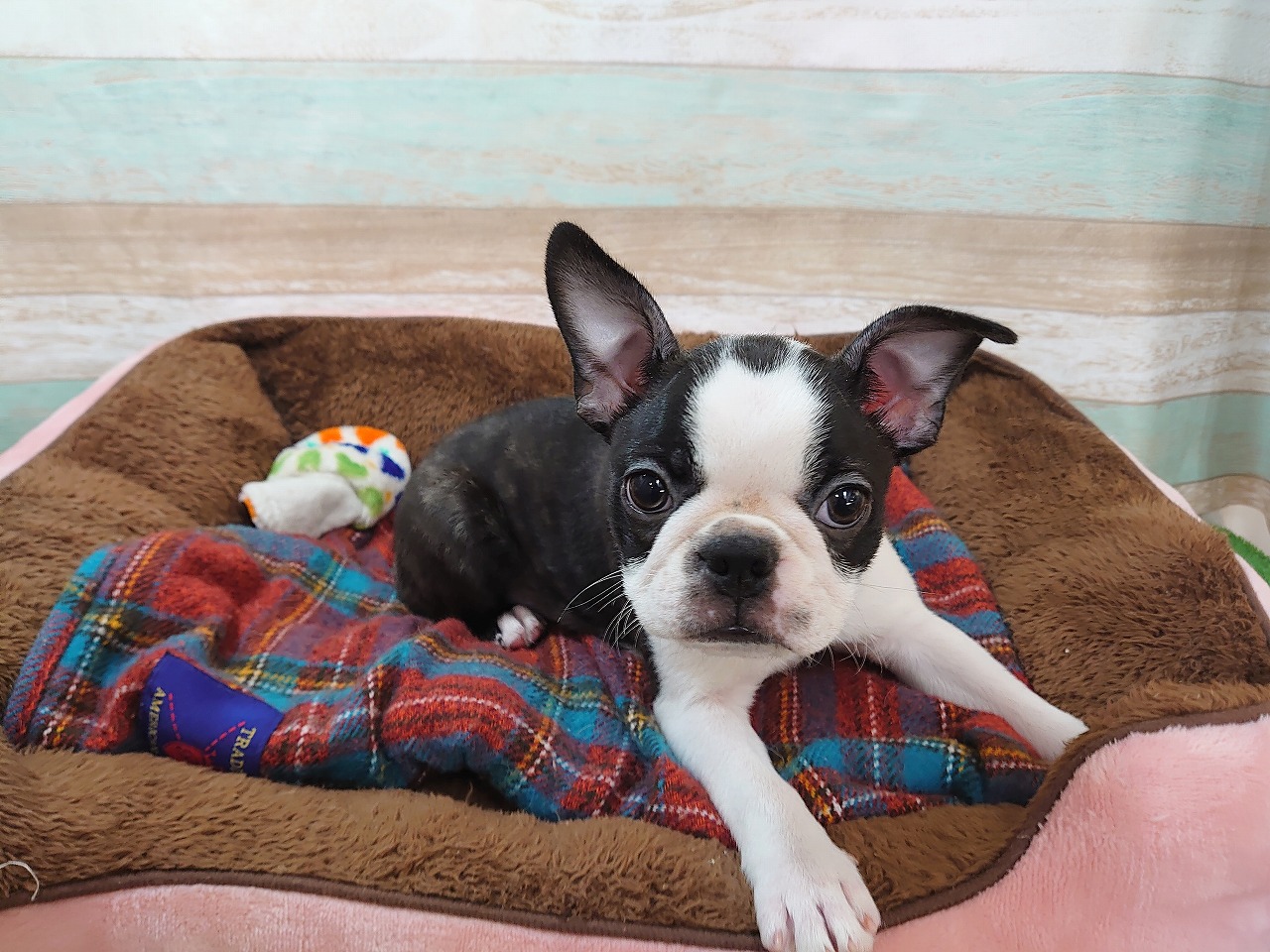 ボストン テリア ペット検索 ペット大好き