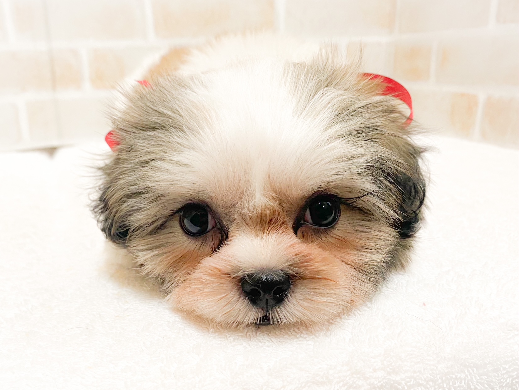 Mix ペット検索 ペット大好き