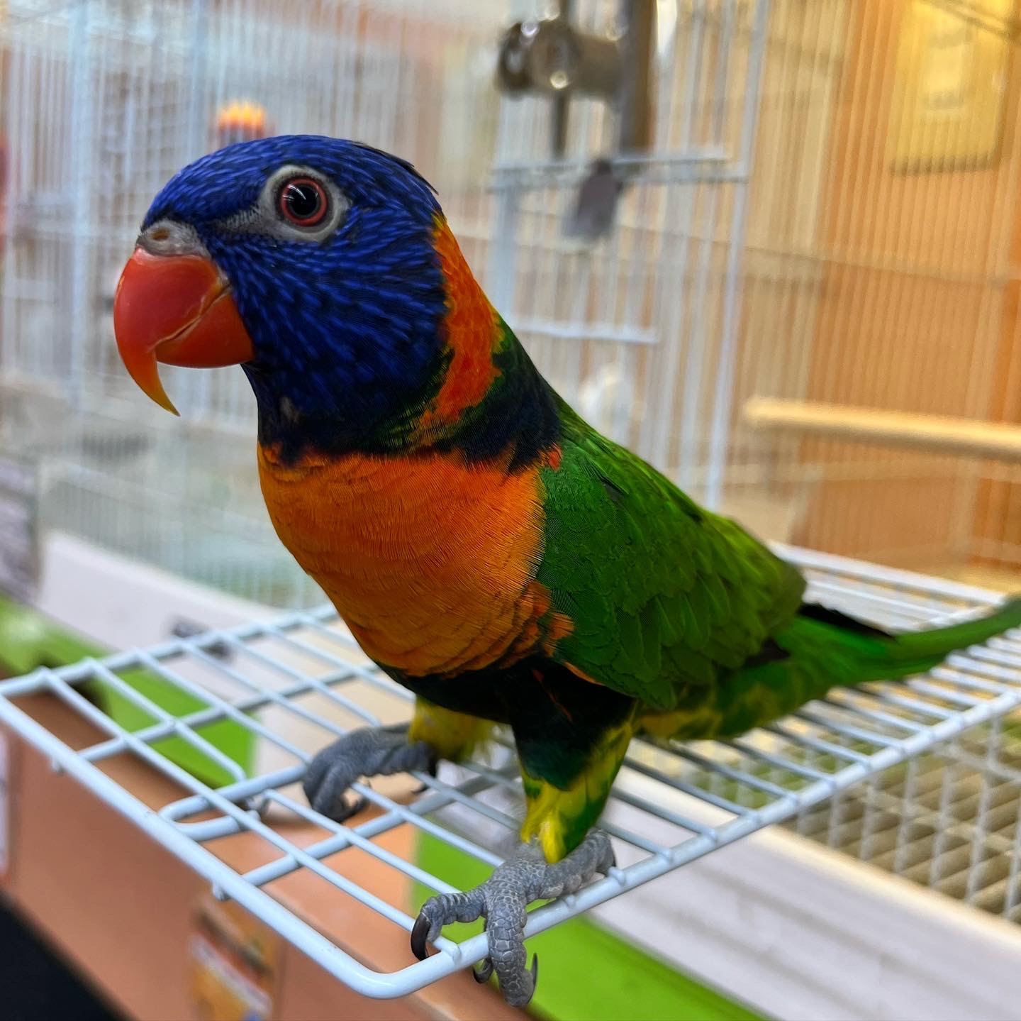 インコ オウム ペット検索 ペット大好き