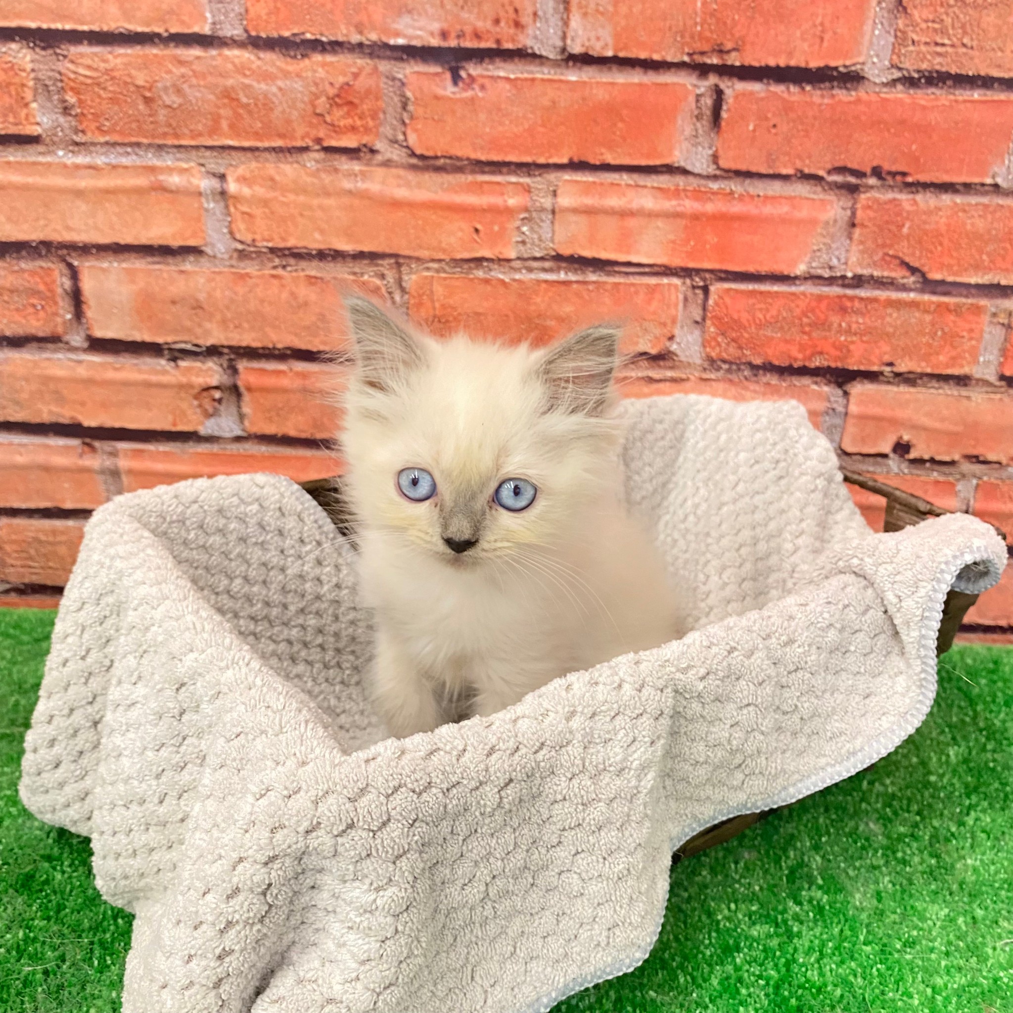 ヒマラヤン ペット検索 ペット大好き ヒマラヤン ペット検索 ペット大好き