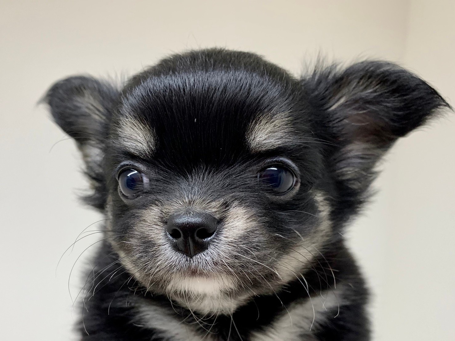 チワワ ペット検索 ペット大好き