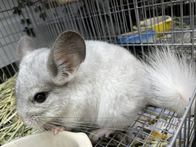 チンチラ|ペット検索|ペット大好き!