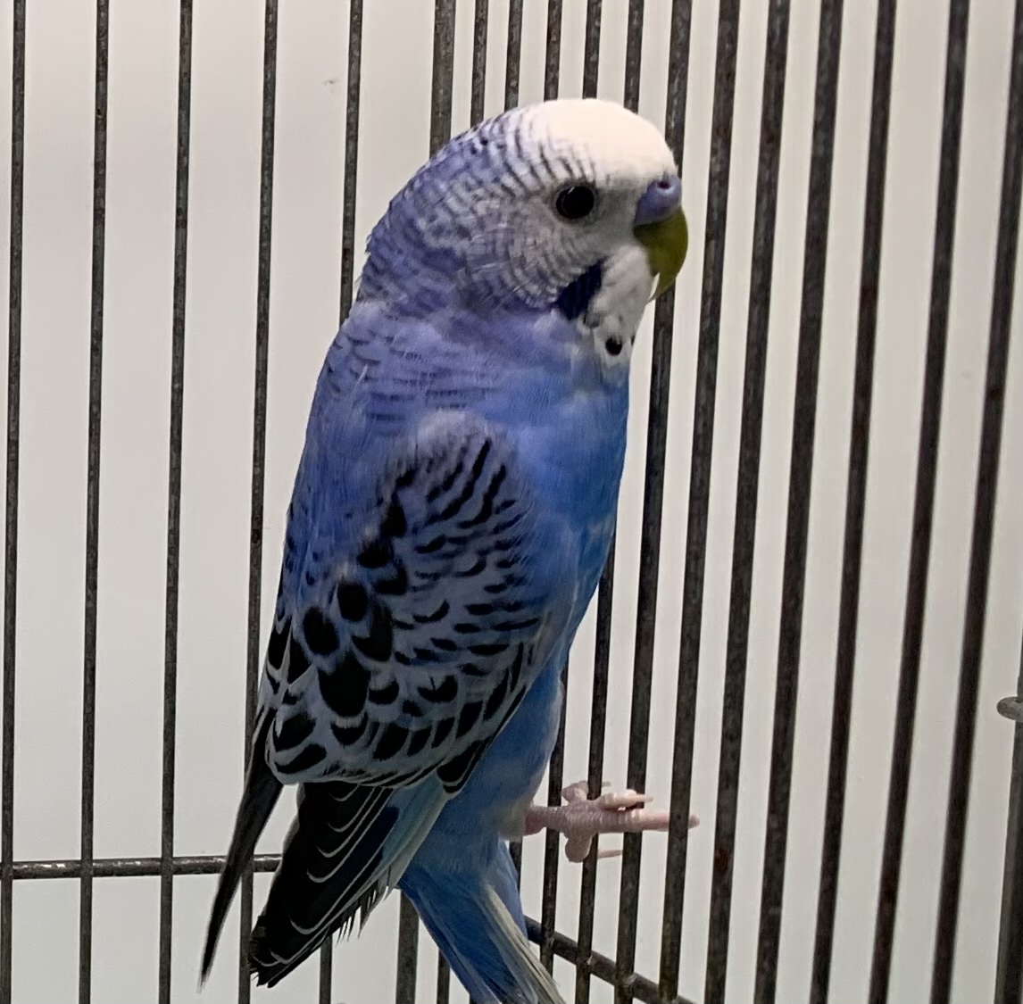インコ・オウム|ペット検索|ペット大好き! インコ・オウム|ペット検索|ペット大好き!