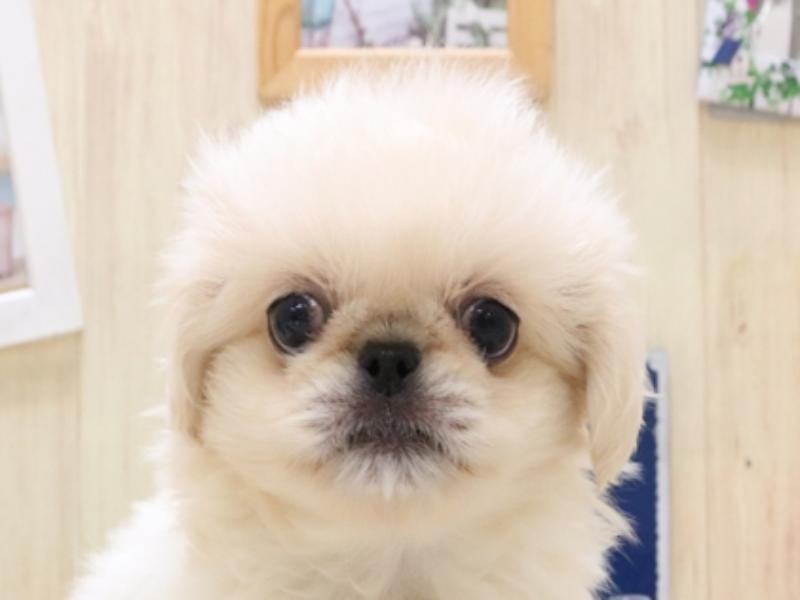 ペキニーズ｜ペット検索｜ペット大好き！