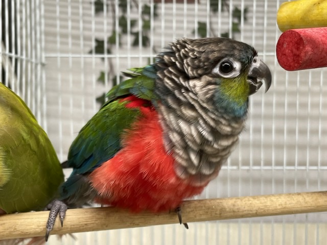 アカハラオウム: 鳥の種のプロフィール