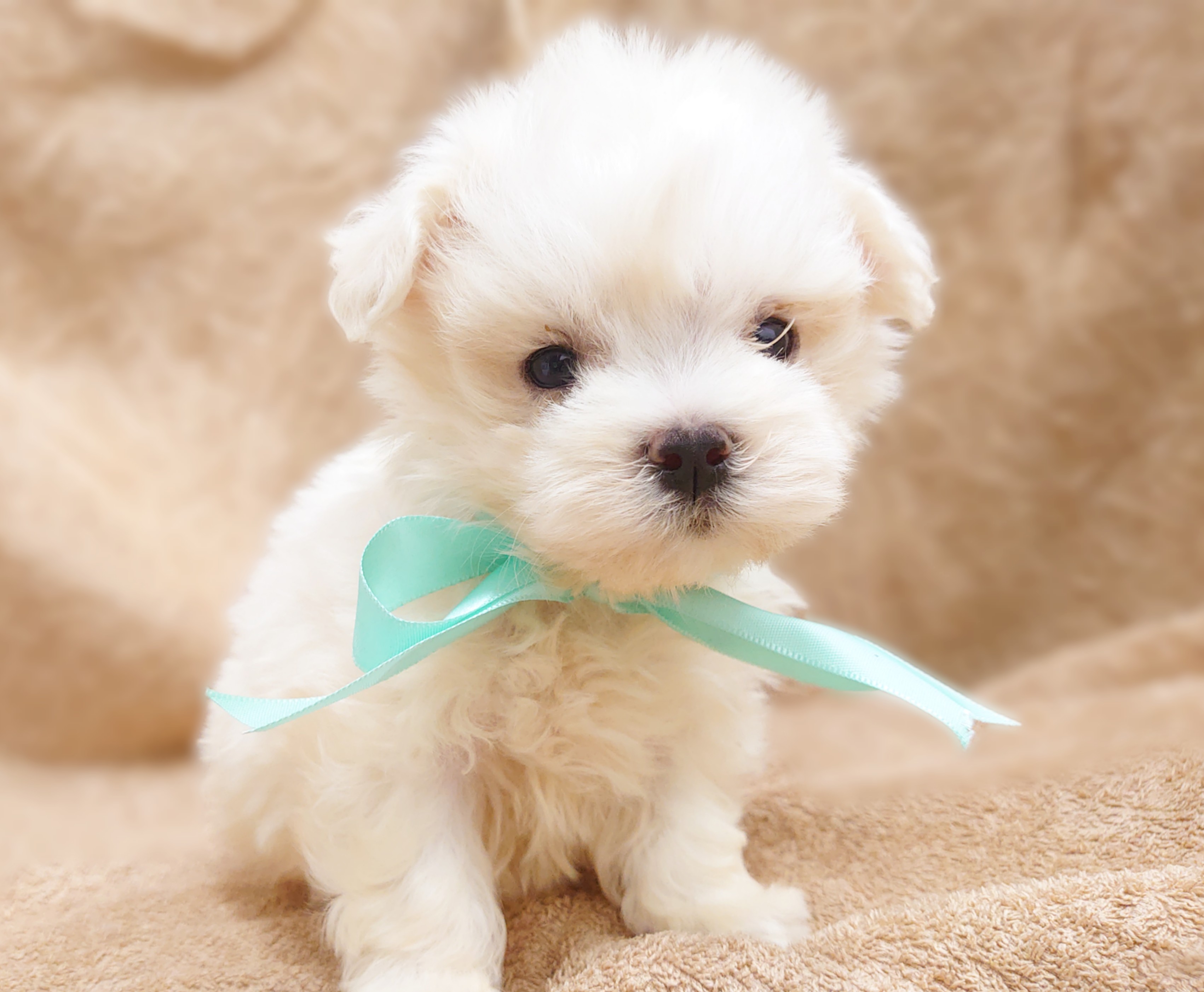 マルチーズ ペット検索 ペット大好き