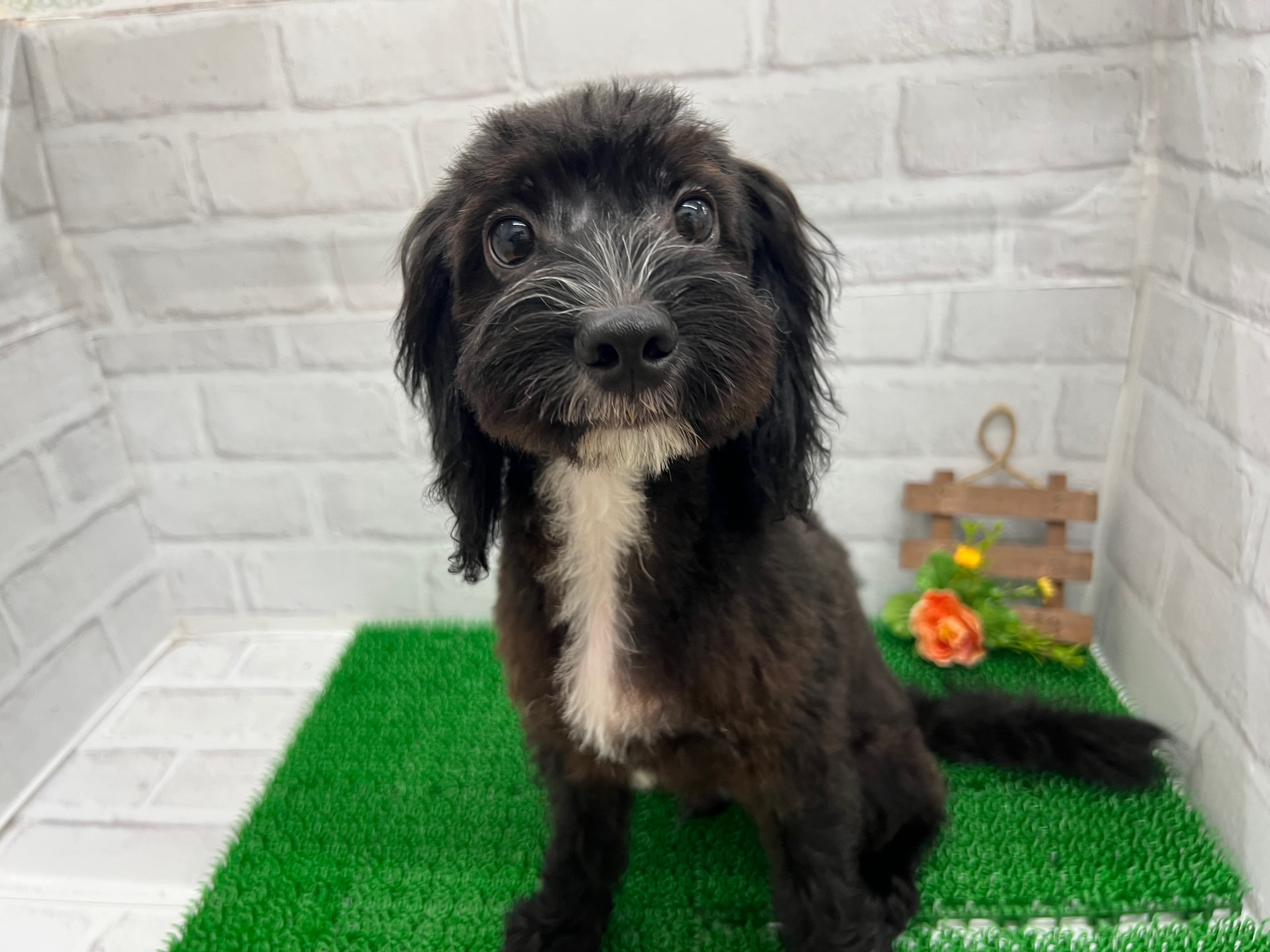 MIX｜ペット検索｜ペット大好き！