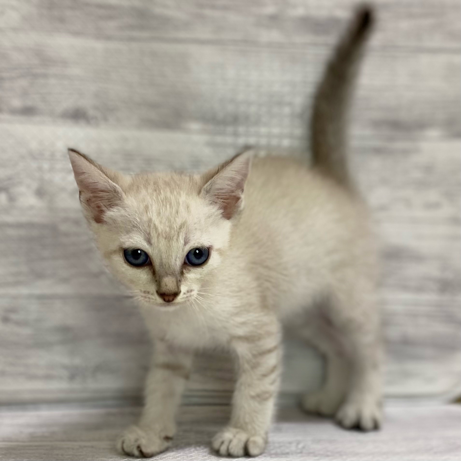 Mix猫 ペット検索 ペット大好き Mix猫 ペット検索 ペット大好き