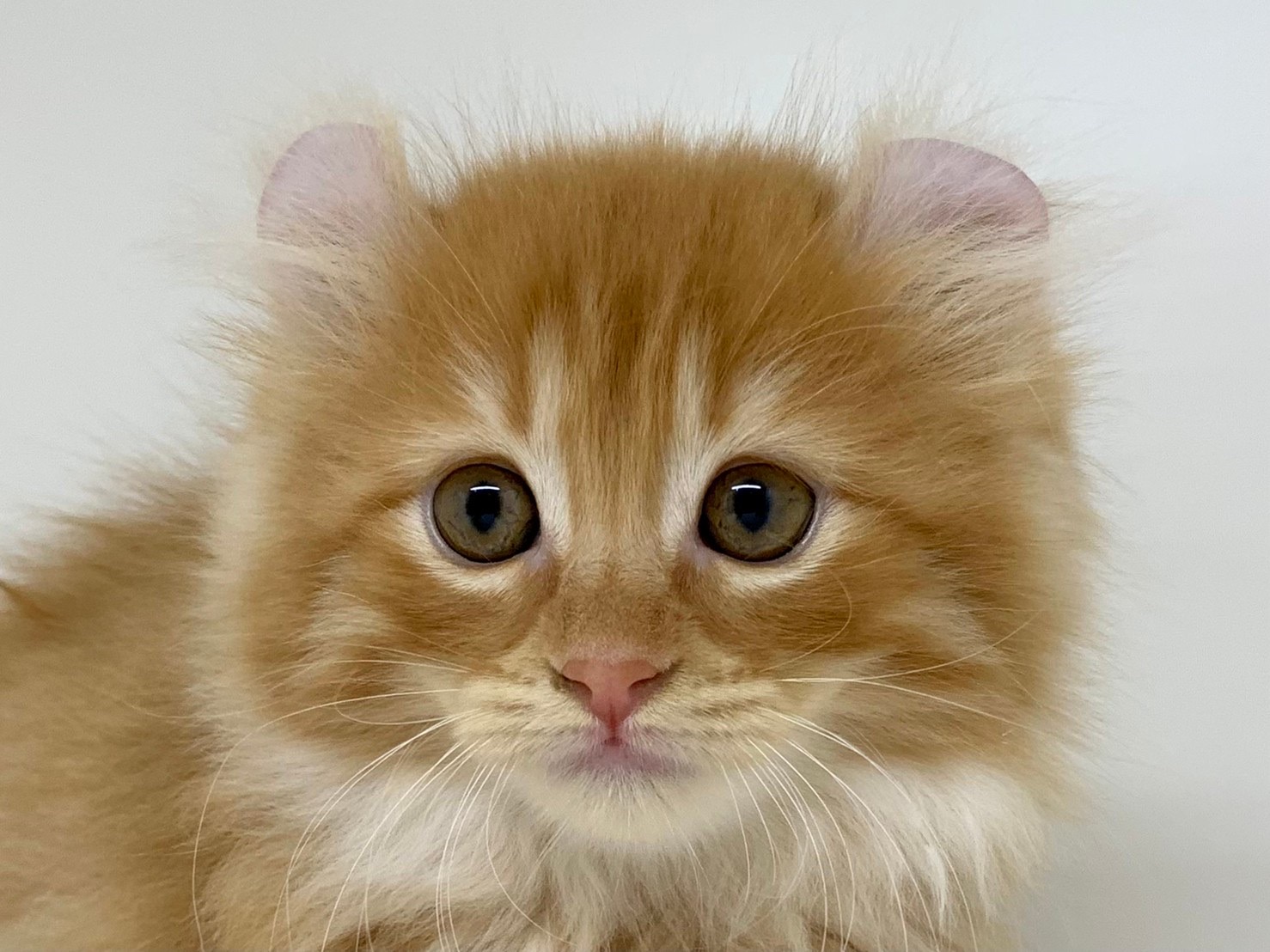 アメリカン カール ペット検索 ペット大好き