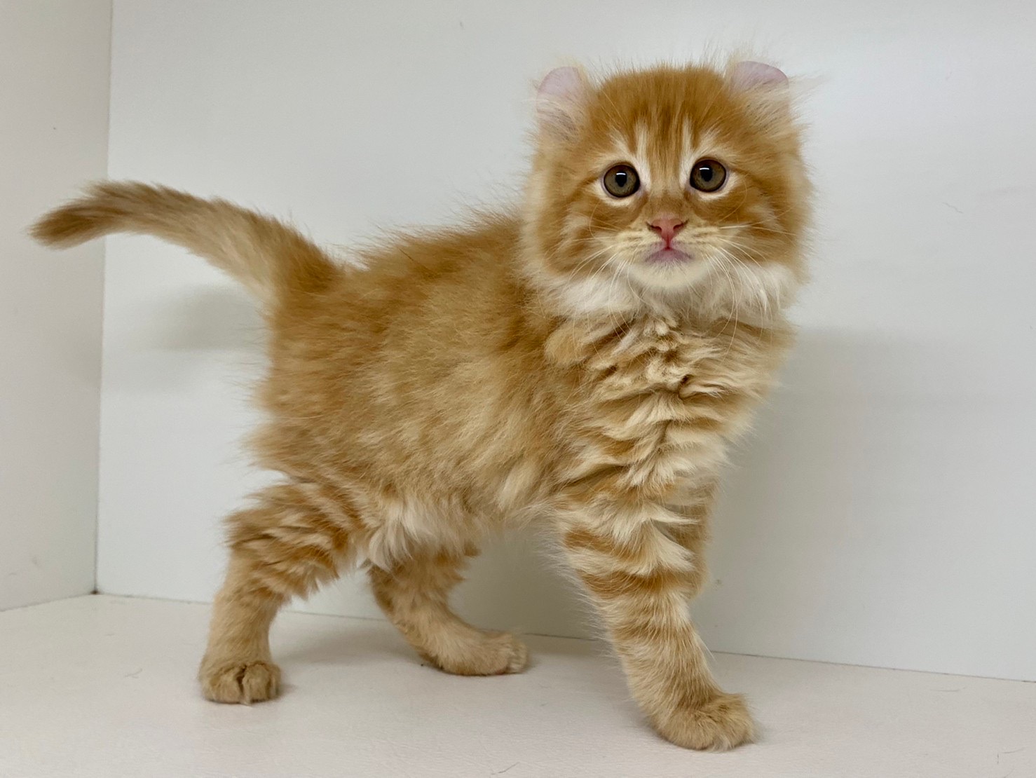 アメリカン カール ペット検索 ペット大好き