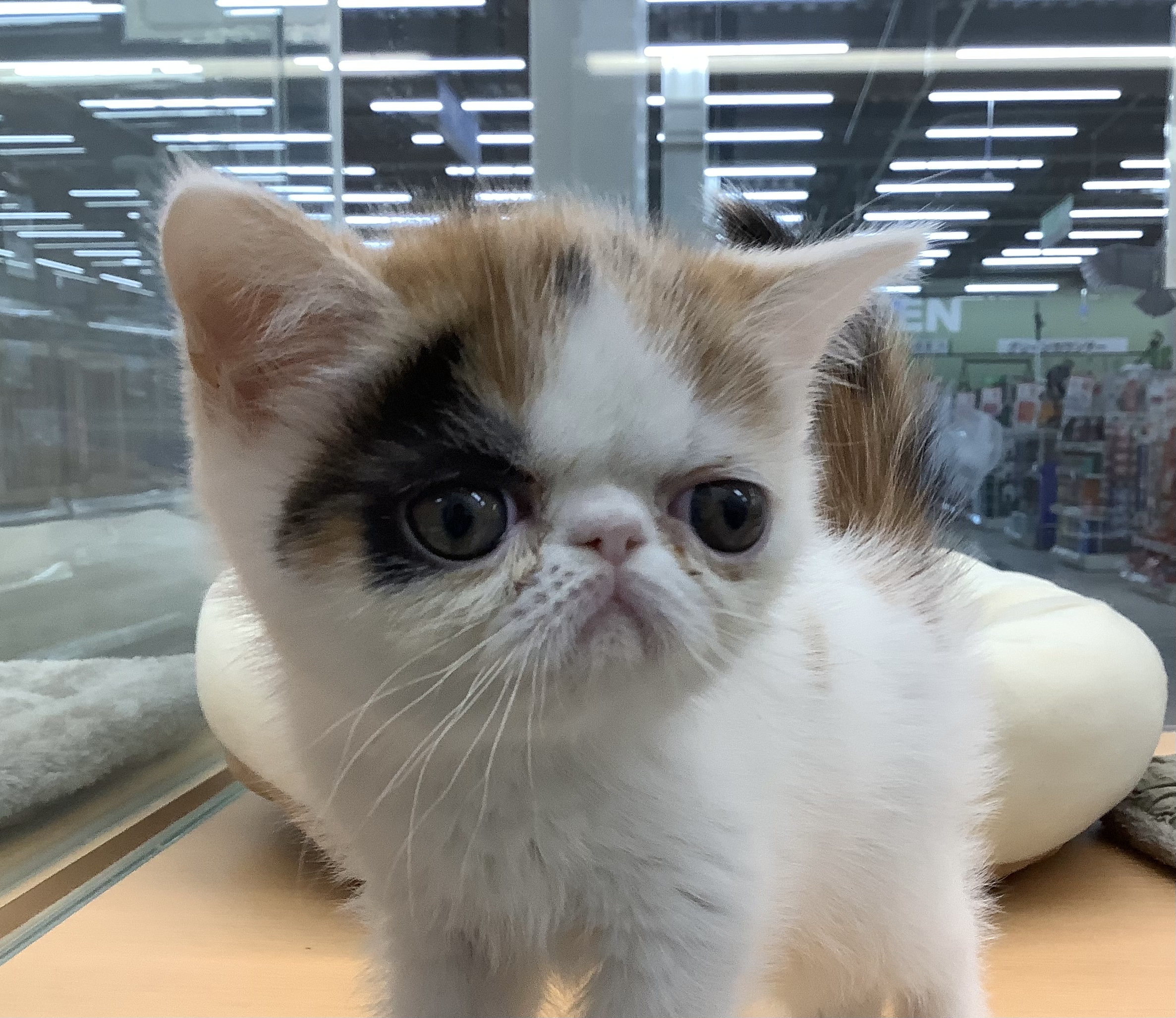 「C」で始まるエキゾチックなペットの名前