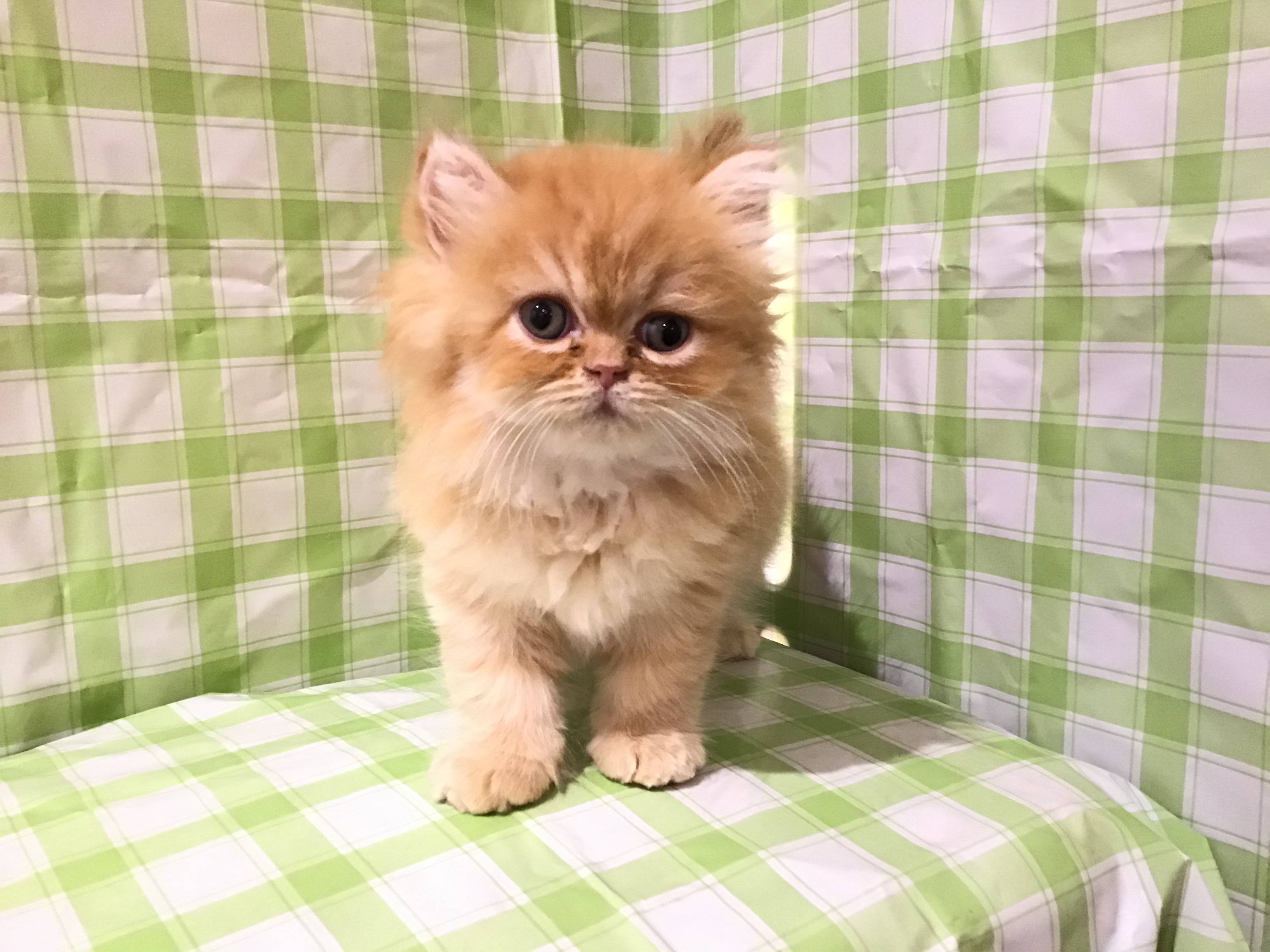 2006年　エキゾチックショート エキゾチックショートヘア【宮崎県・男の子・2025年4月1日