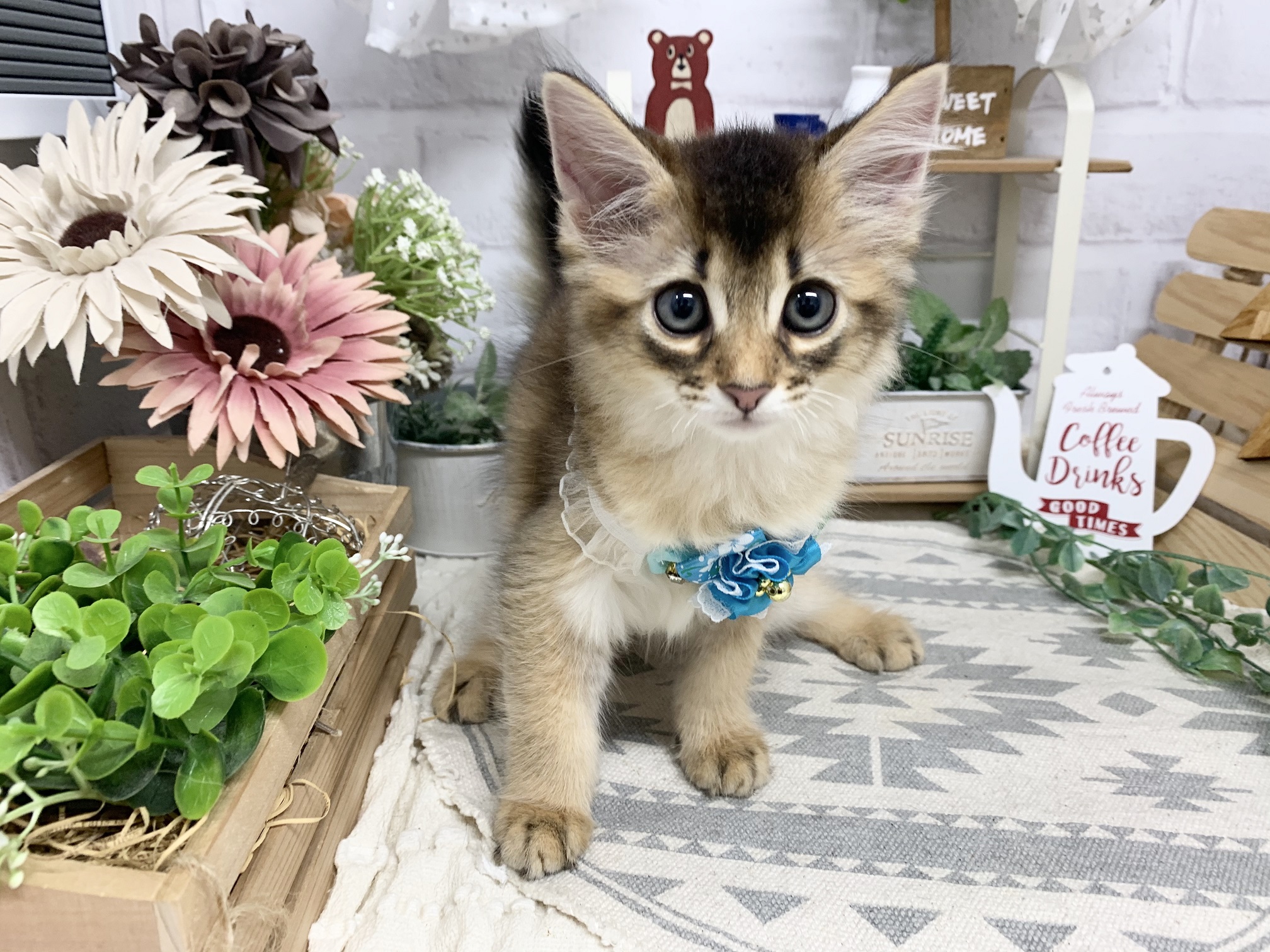 ソマリ ペット検索 ペット大好き