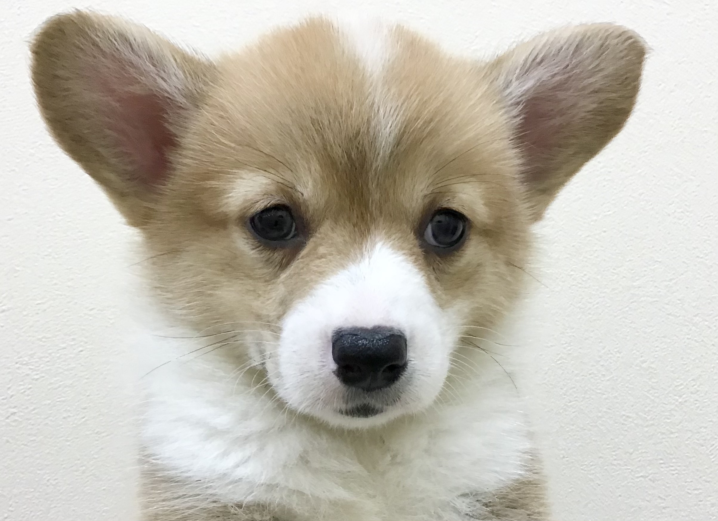 ウェルシュ コーギー ペンブローク ペット検索 ペット大好き