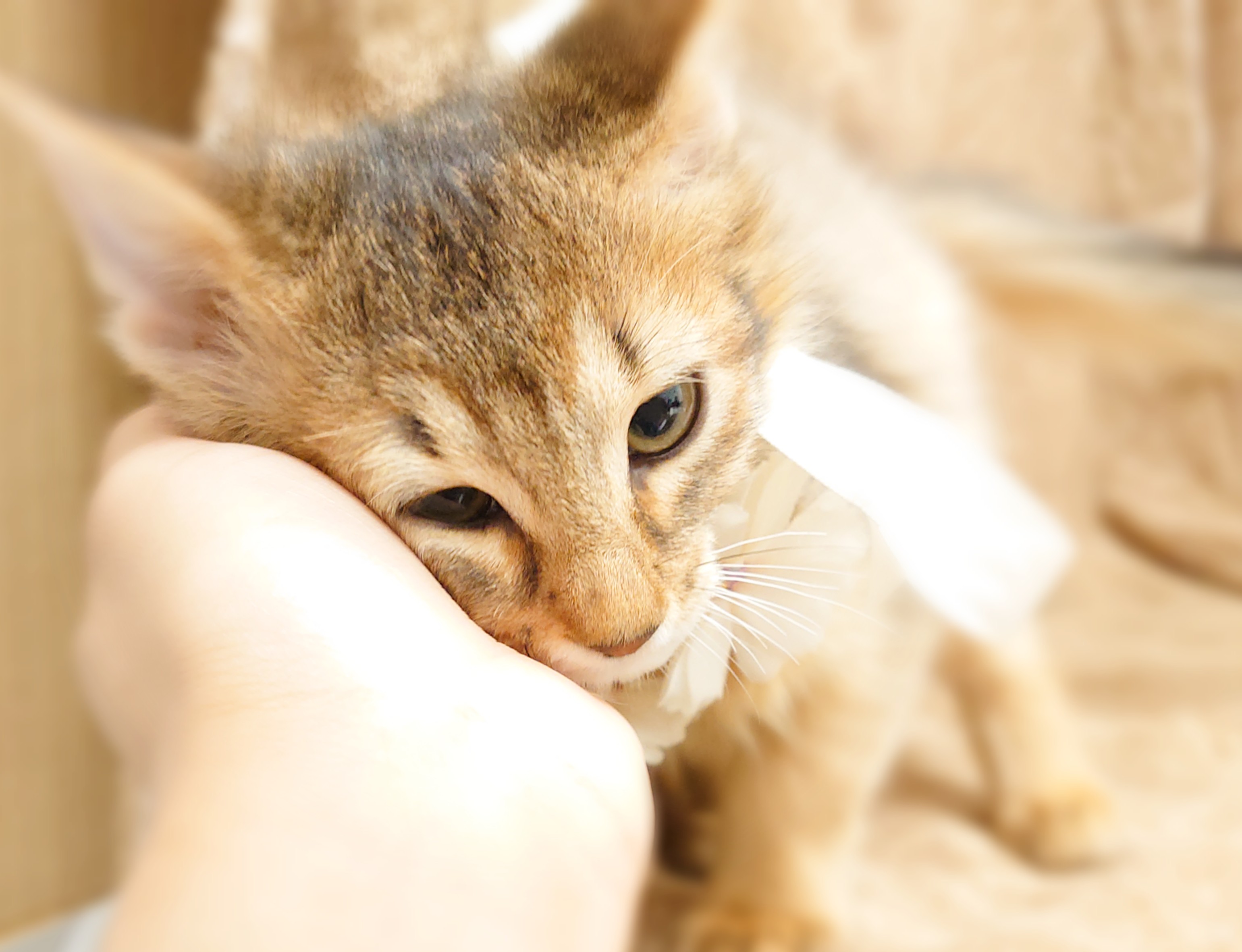 ソマリ ペット検索 ペット大好き