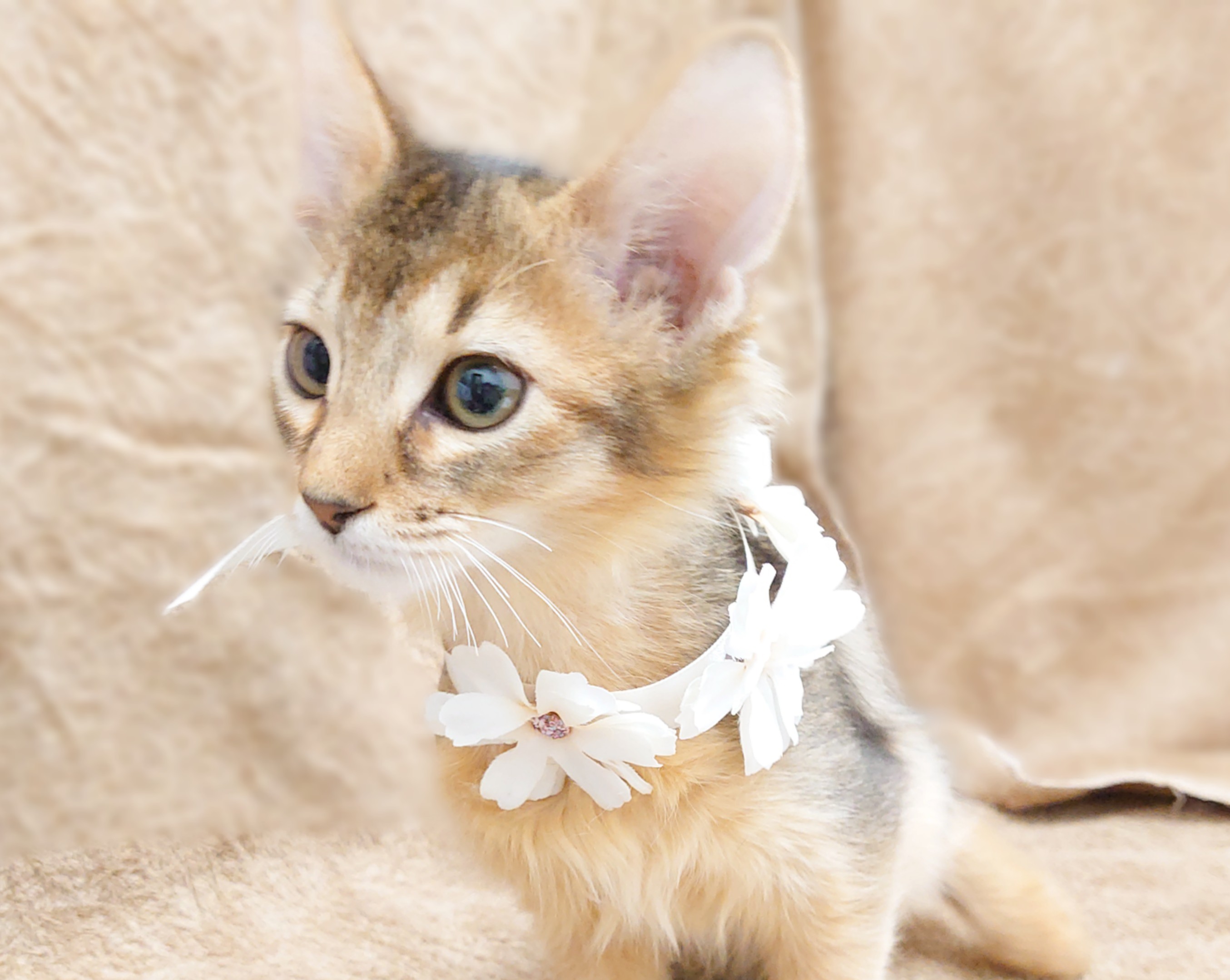 ソマリ ペット検索 ペット大好き