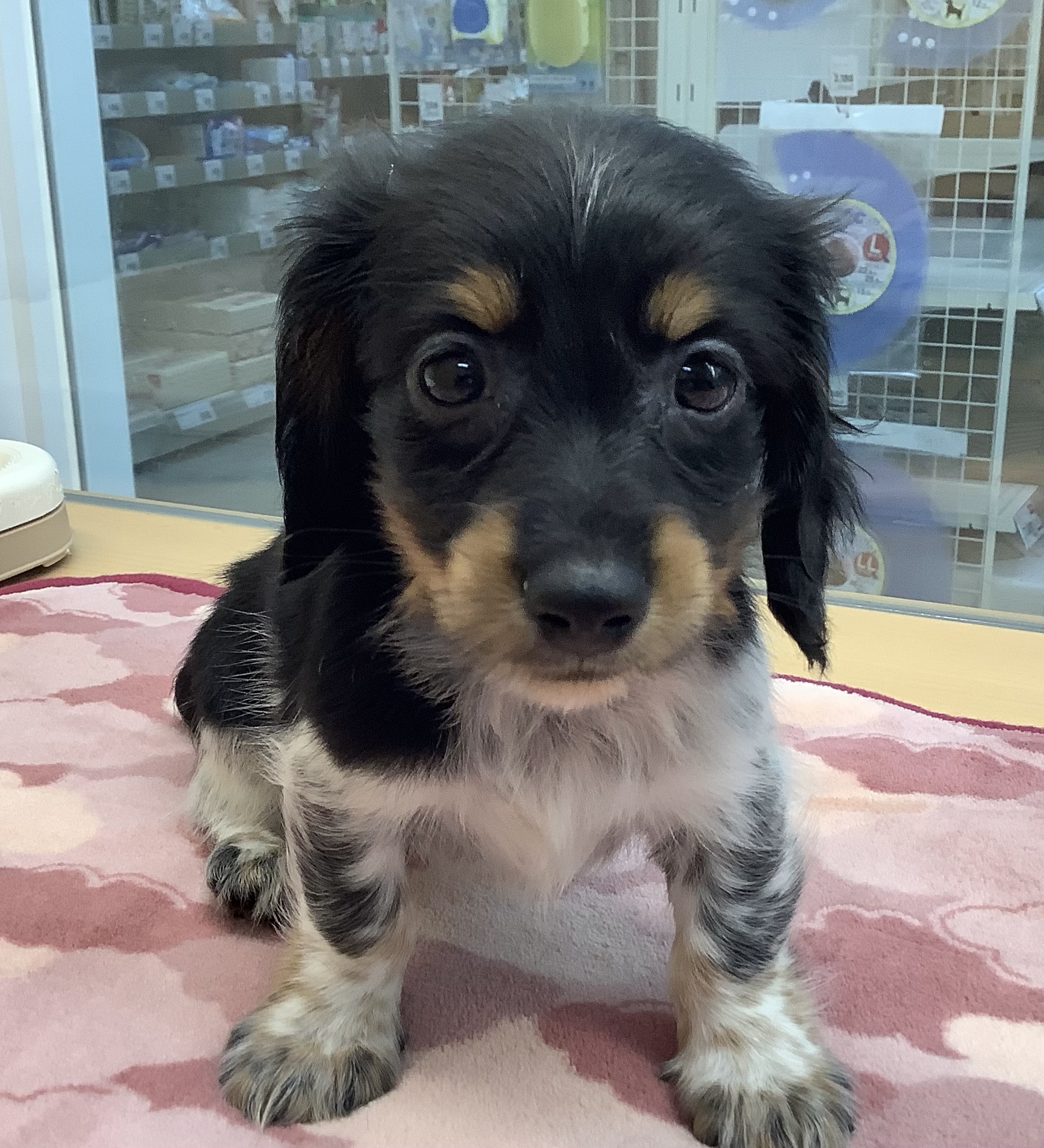 ミニチュア ダックスフンド ペット検索 ペット大好き