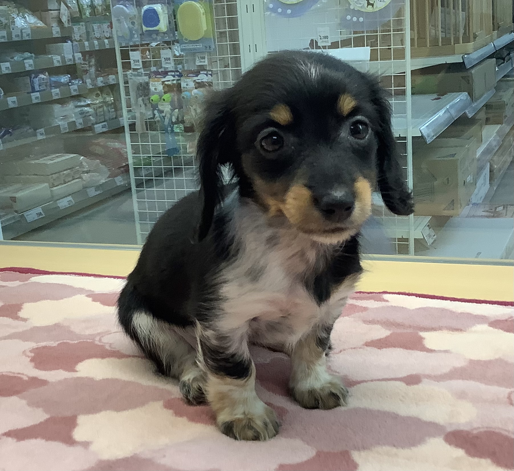 ミニチュア ダックスフンド ペット検索 ペット大好き