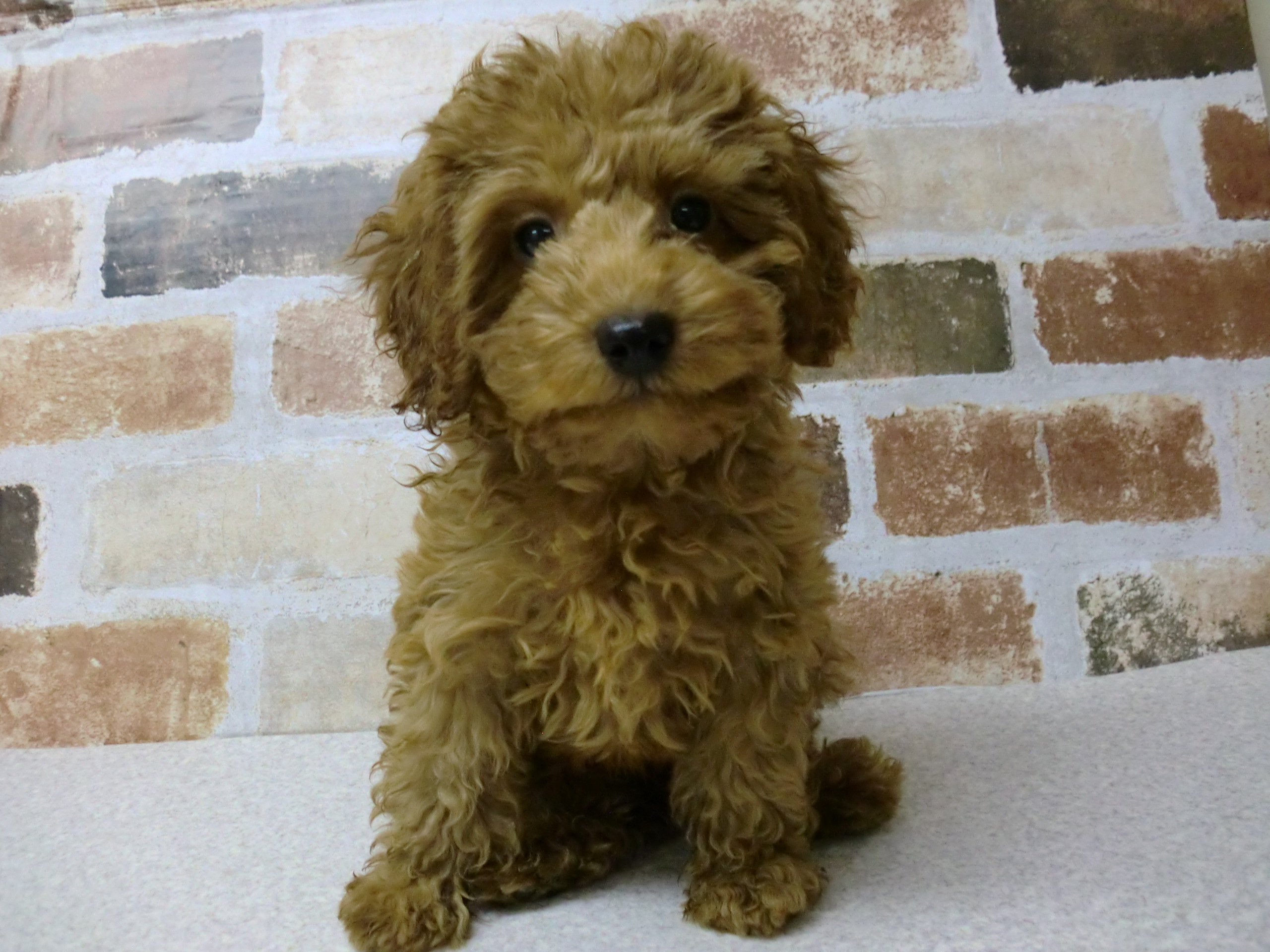 ペットプラザ知立店 ペット検索 ペット大好き