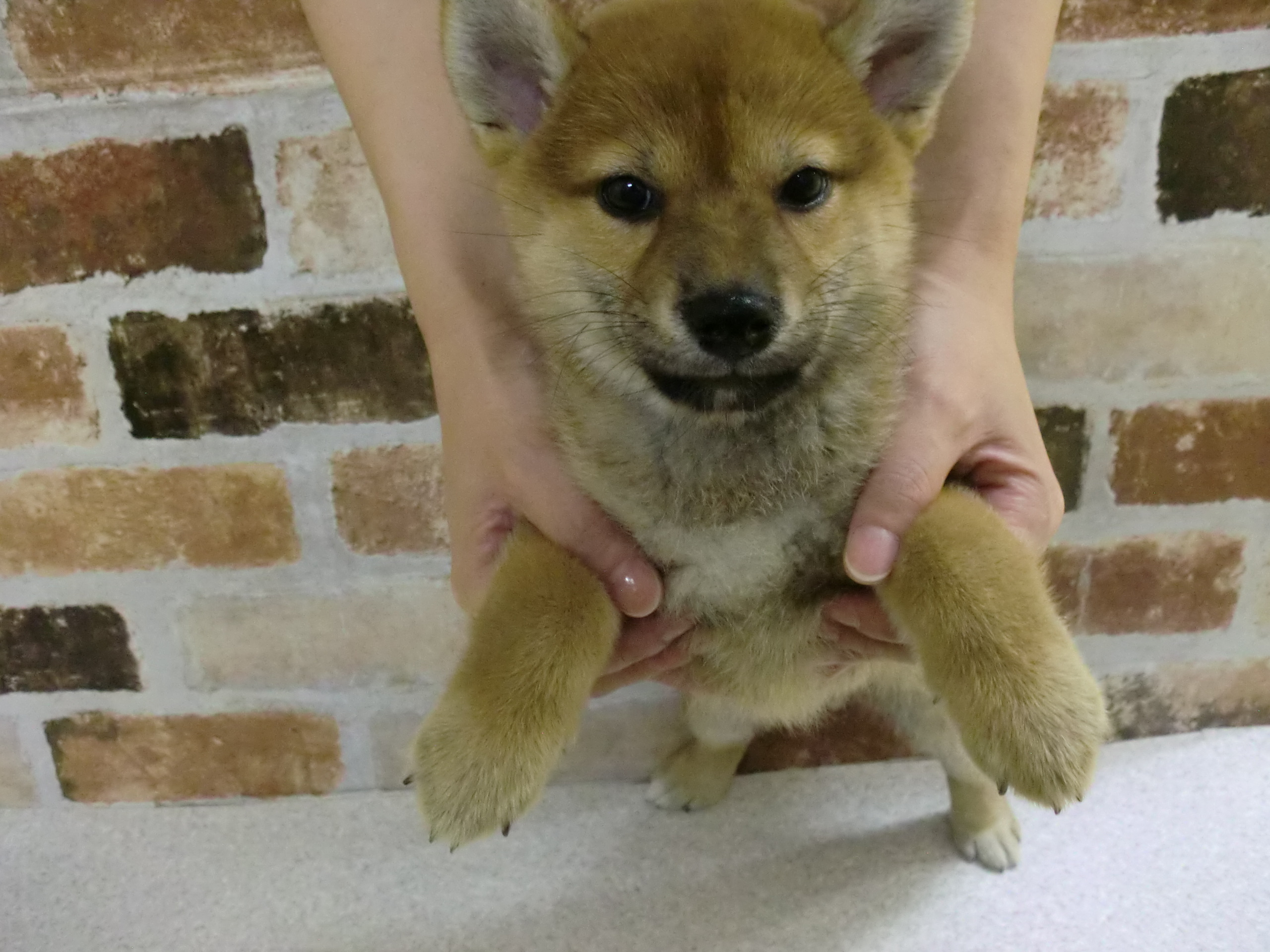 ペットプラザ知立店 ペット検索 ペット大好き