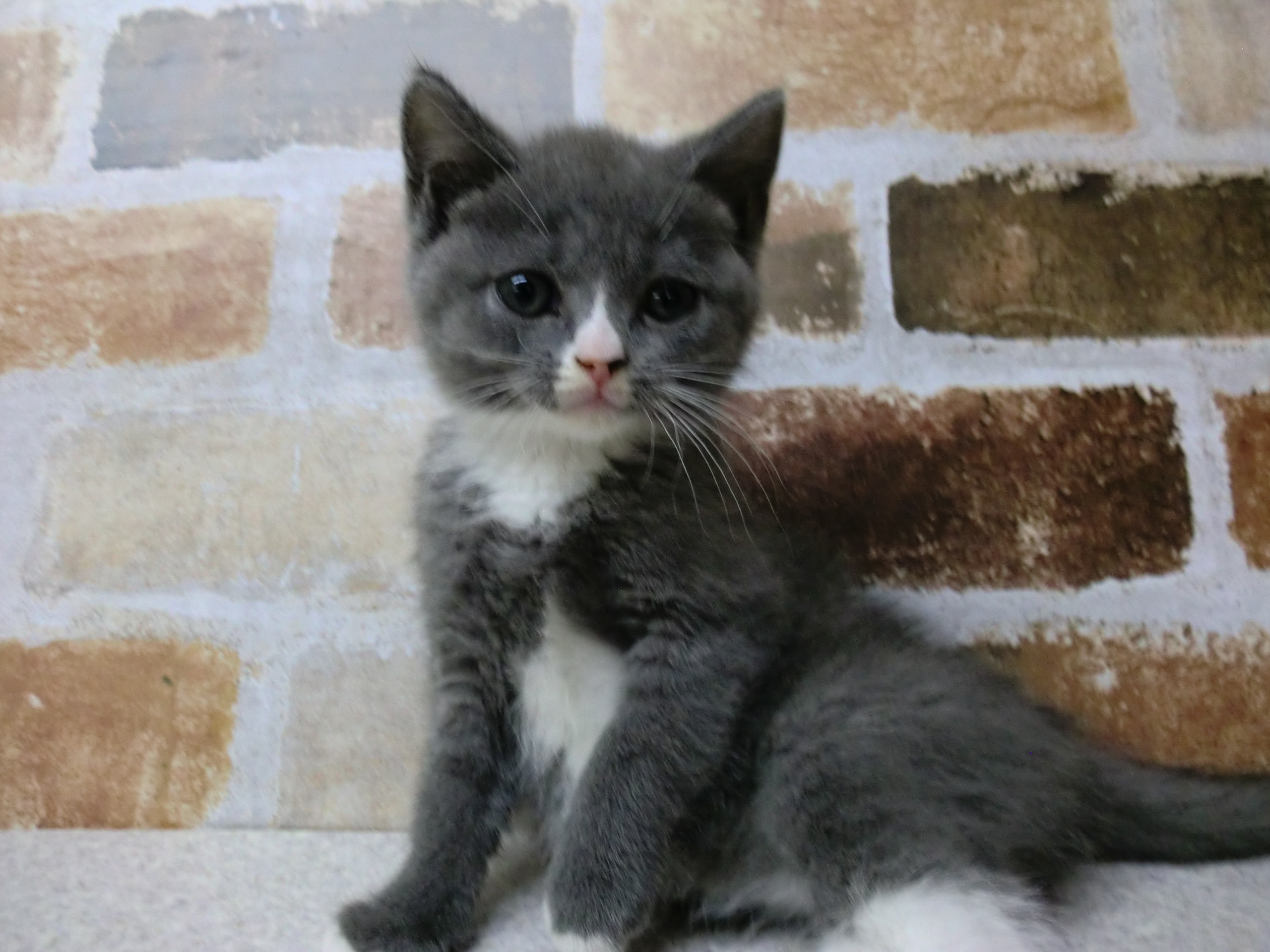 ペットプラザ知立店 ペット検索 ペット大好き