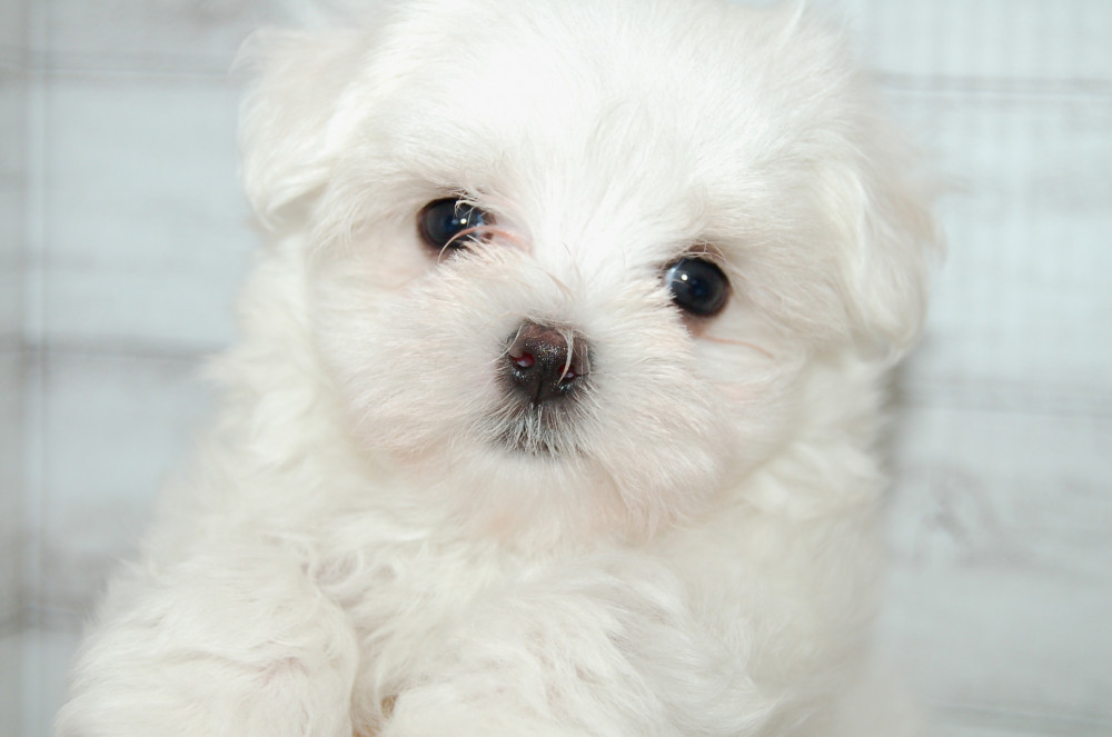 マルチーズ ペット検索 ペット大好き