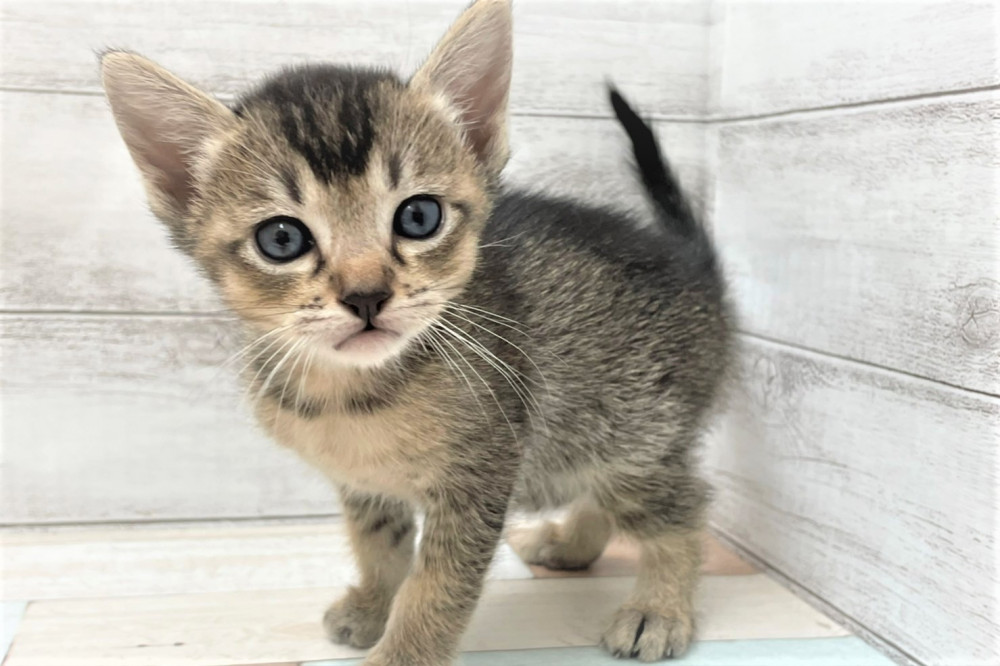 MIX猫｜ペット検索｜ペット大好き！