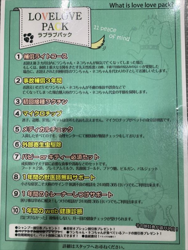 マルチーズ ｜ペット検索｜ペット大好き！