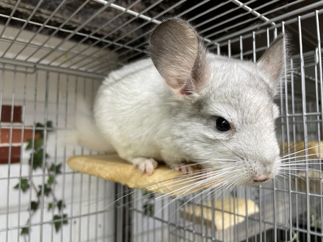 チンチラ|ペット検索|ペット大好き!