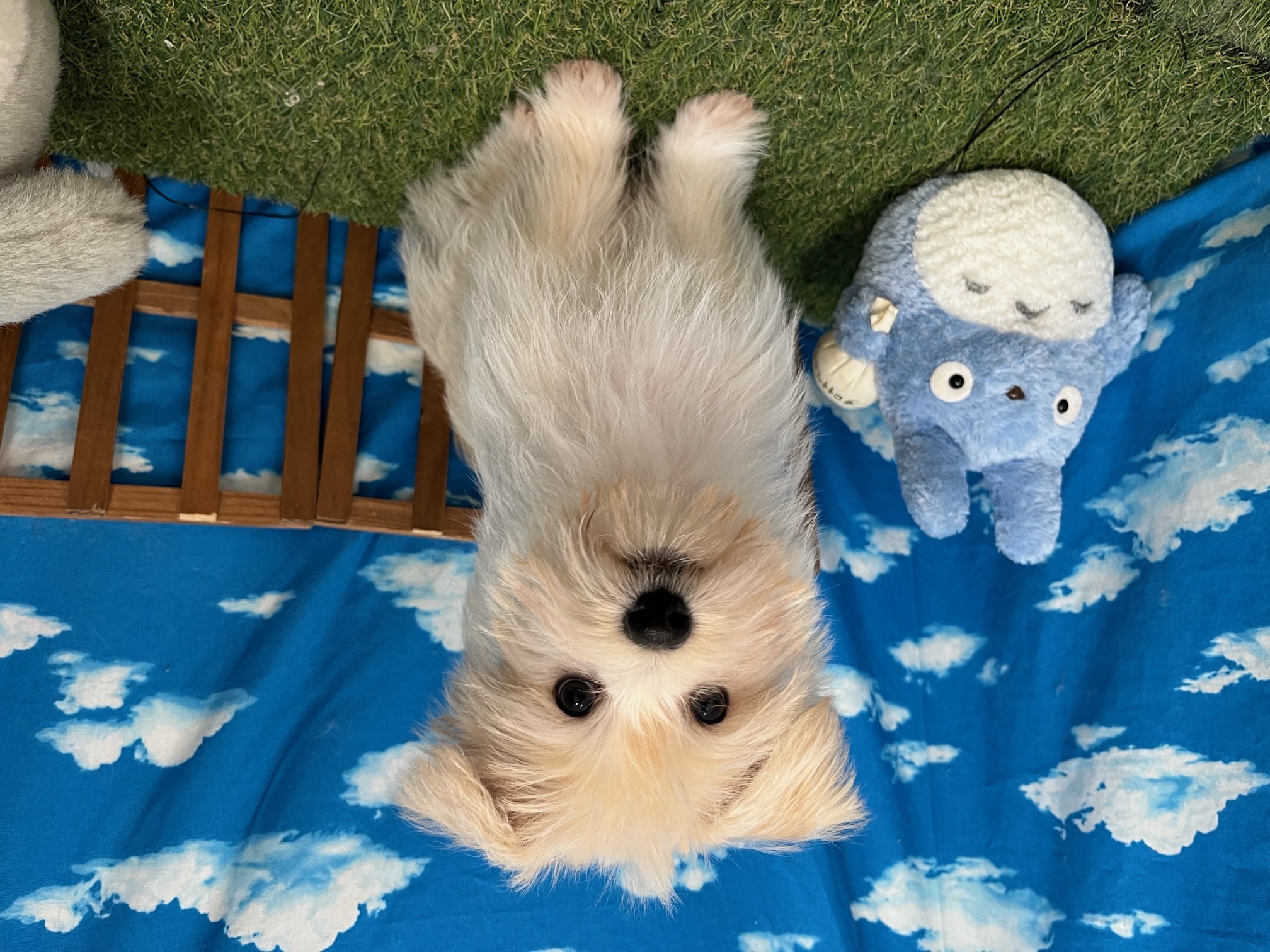 柴犬 マルチーズ ミックス