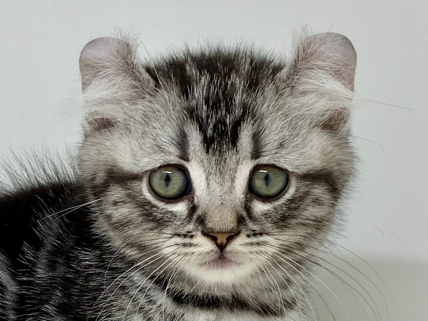 2797 外国切手 海外国々 ペット 猫 ねこ 色々 銷印有 18種まとめ 外国切手・海外切手・ルーマニア・猫・ネコ・7種・使用済み