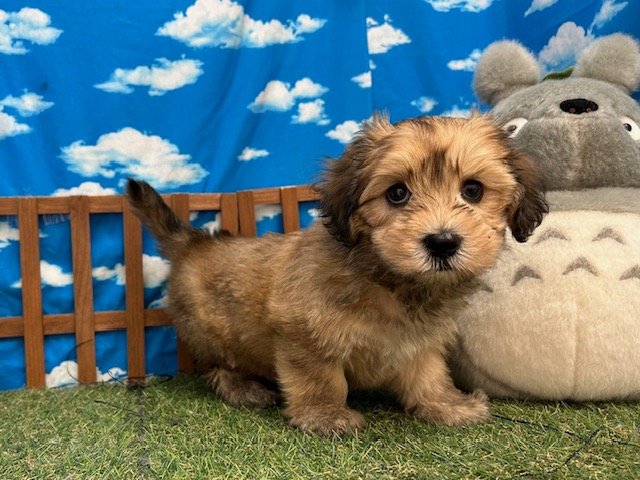 MIX｜ペット検索｜ペット大好き！