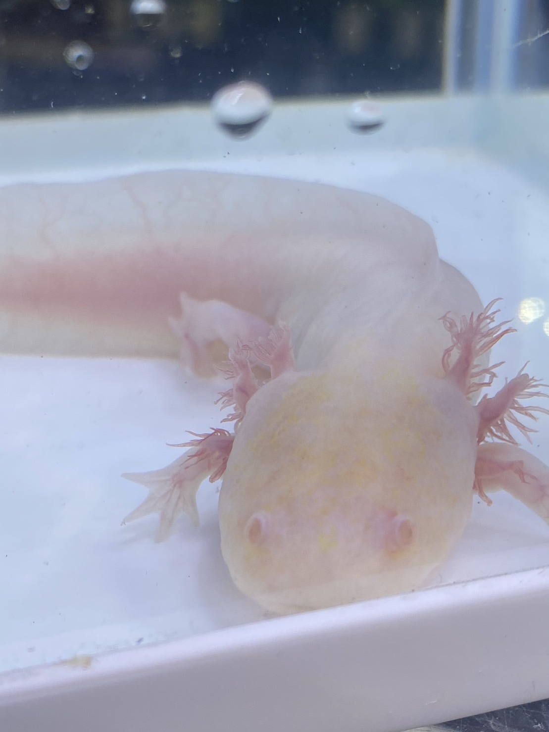 その他 ペット検索 ペット大好き
