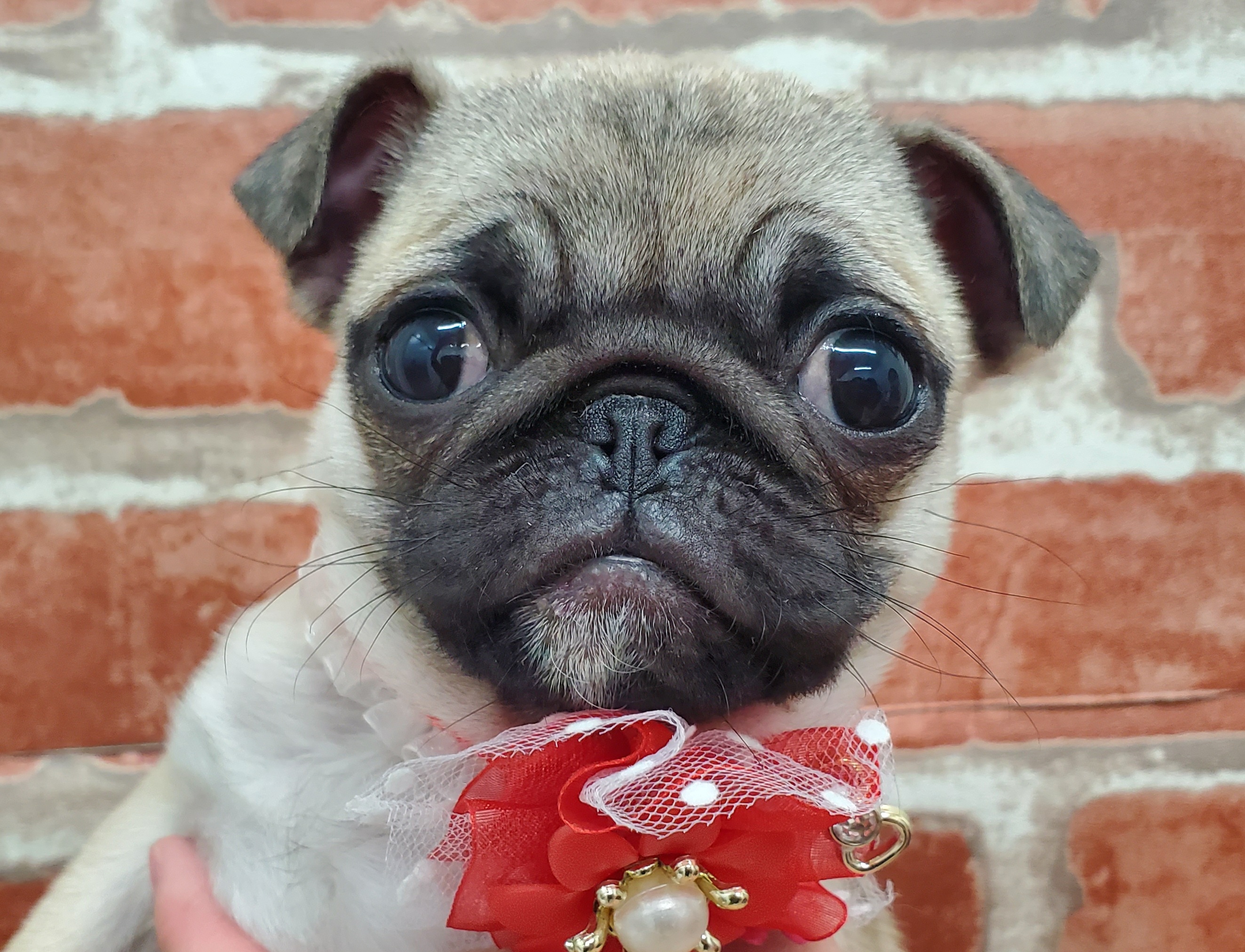 パグ｜ペット検索｜ペット大好き！