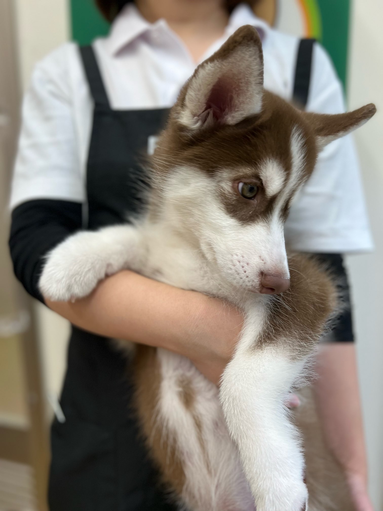 DNS - シベリアンハスキー シベリアンハスキー飼育の難しさ｜解決策ガイド | 静岡県浜松市