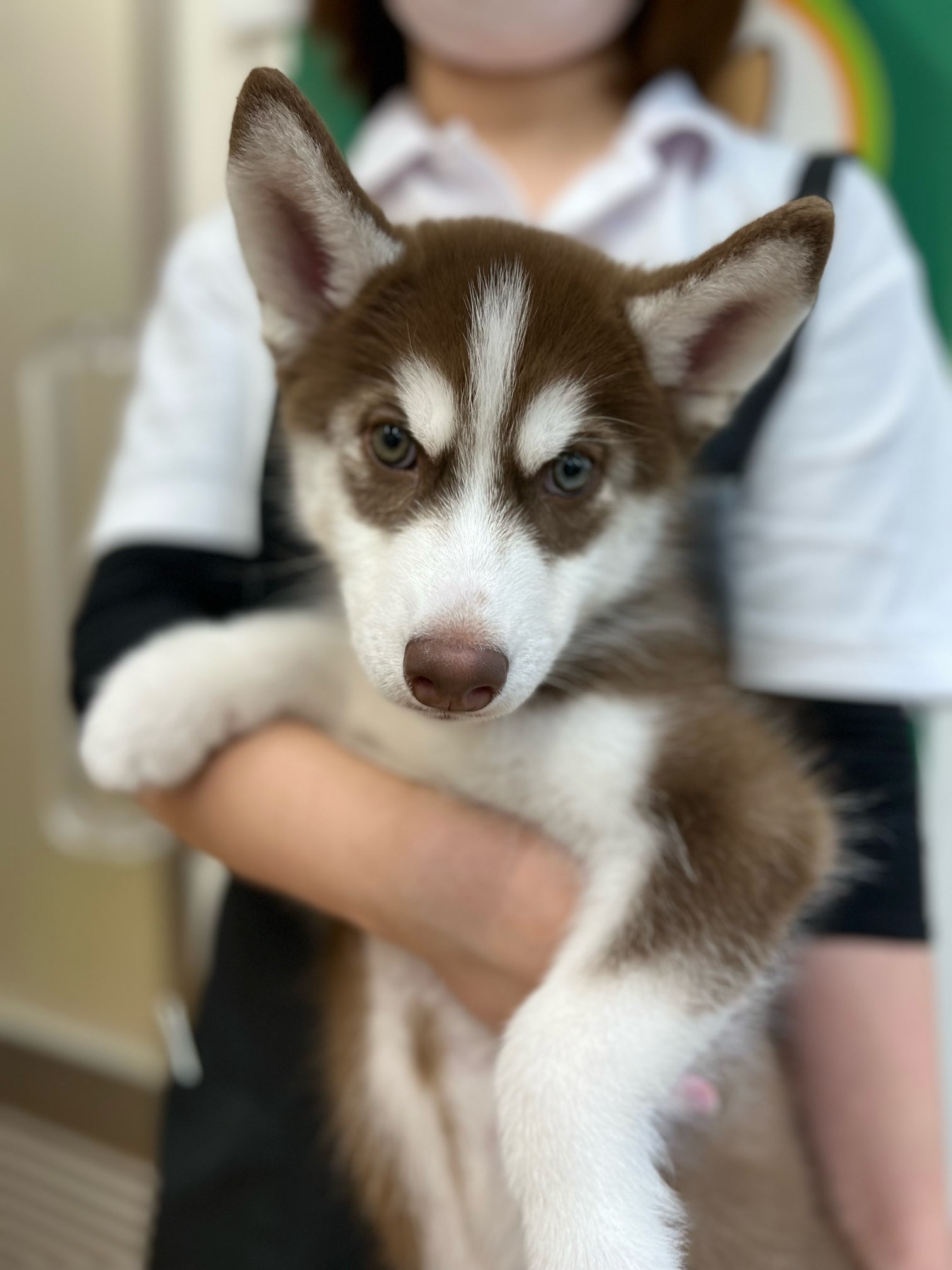 DNS - シベリアンハスキー その後お昼寝モードに入ったブンブン😴💤 #siberianhusky #husky