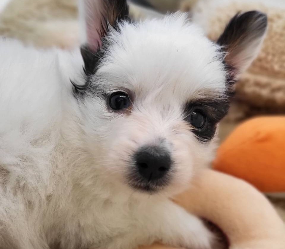 パピヨン｜ペット検索｜ペット大好き！