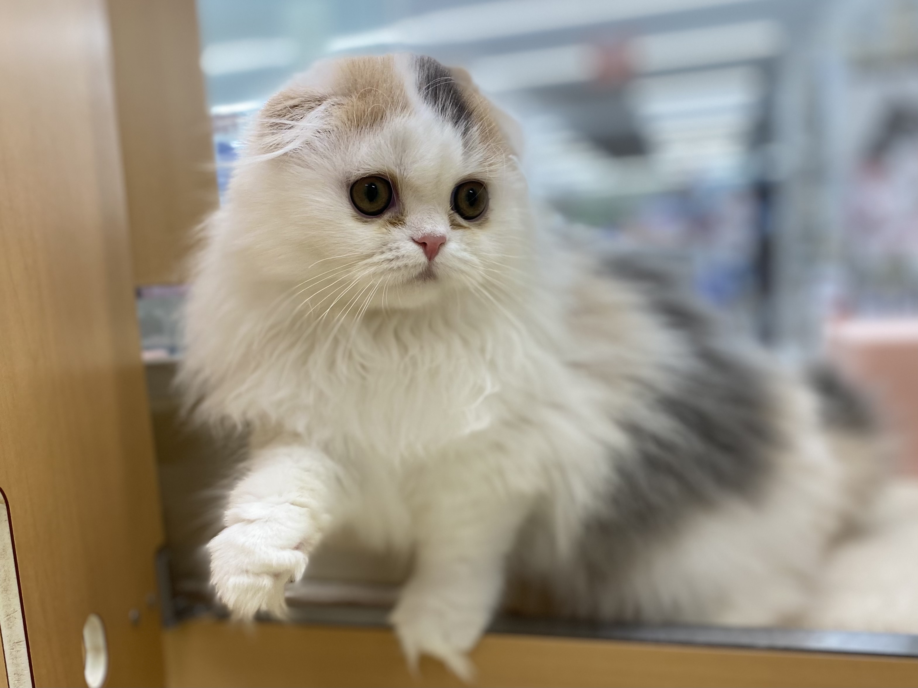 Lpif7yluocmq0m Lpif7yluocmq0m