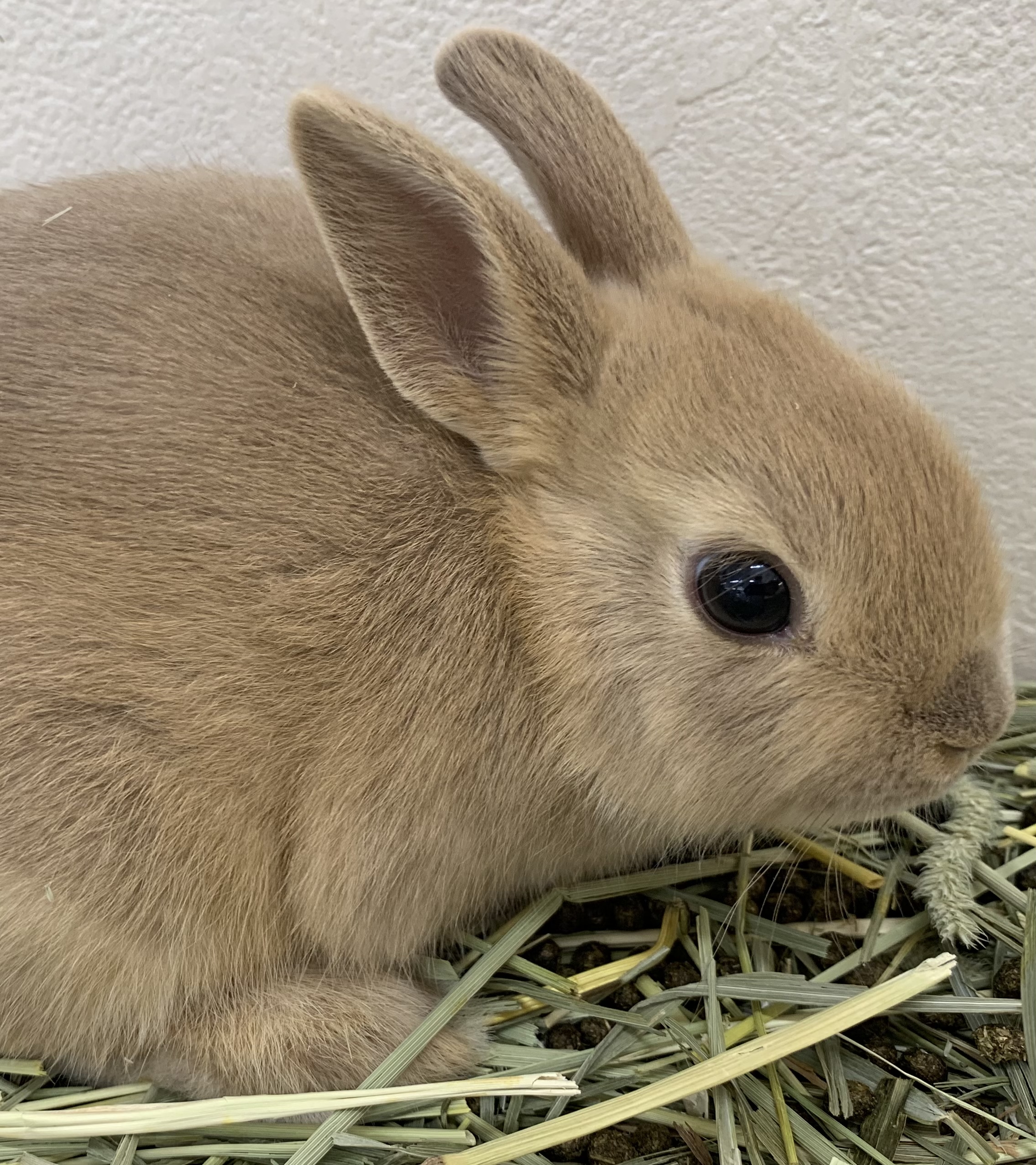 うさぎ｜ペット検索｜ペット大好き！