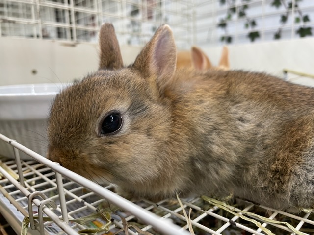 うさぎ｜ペット検索｜ペット大好き！