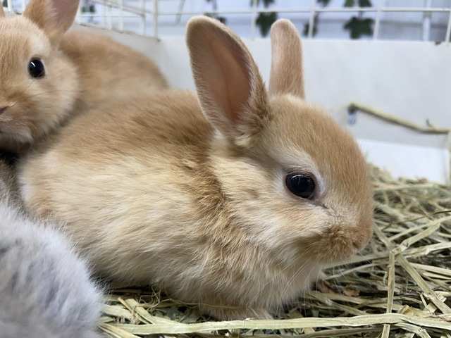 うさぎ｜ペット検索｜ペット大好き！