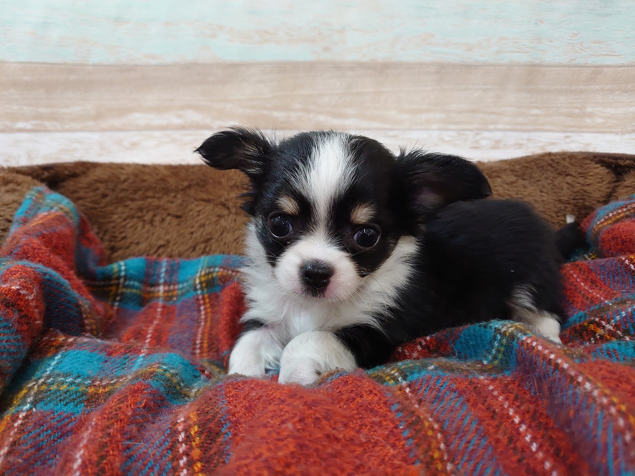 チワワ｜ペット検索｜ペット大好き！