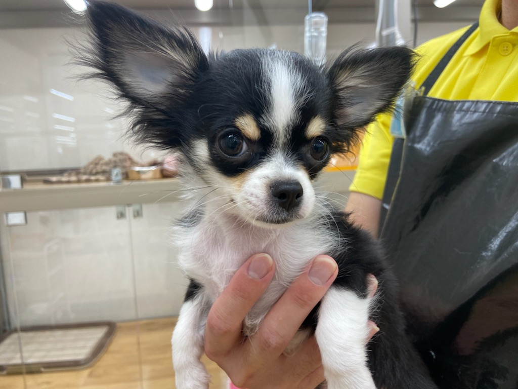 チワワ｜ペット検索｜ペット大好き！