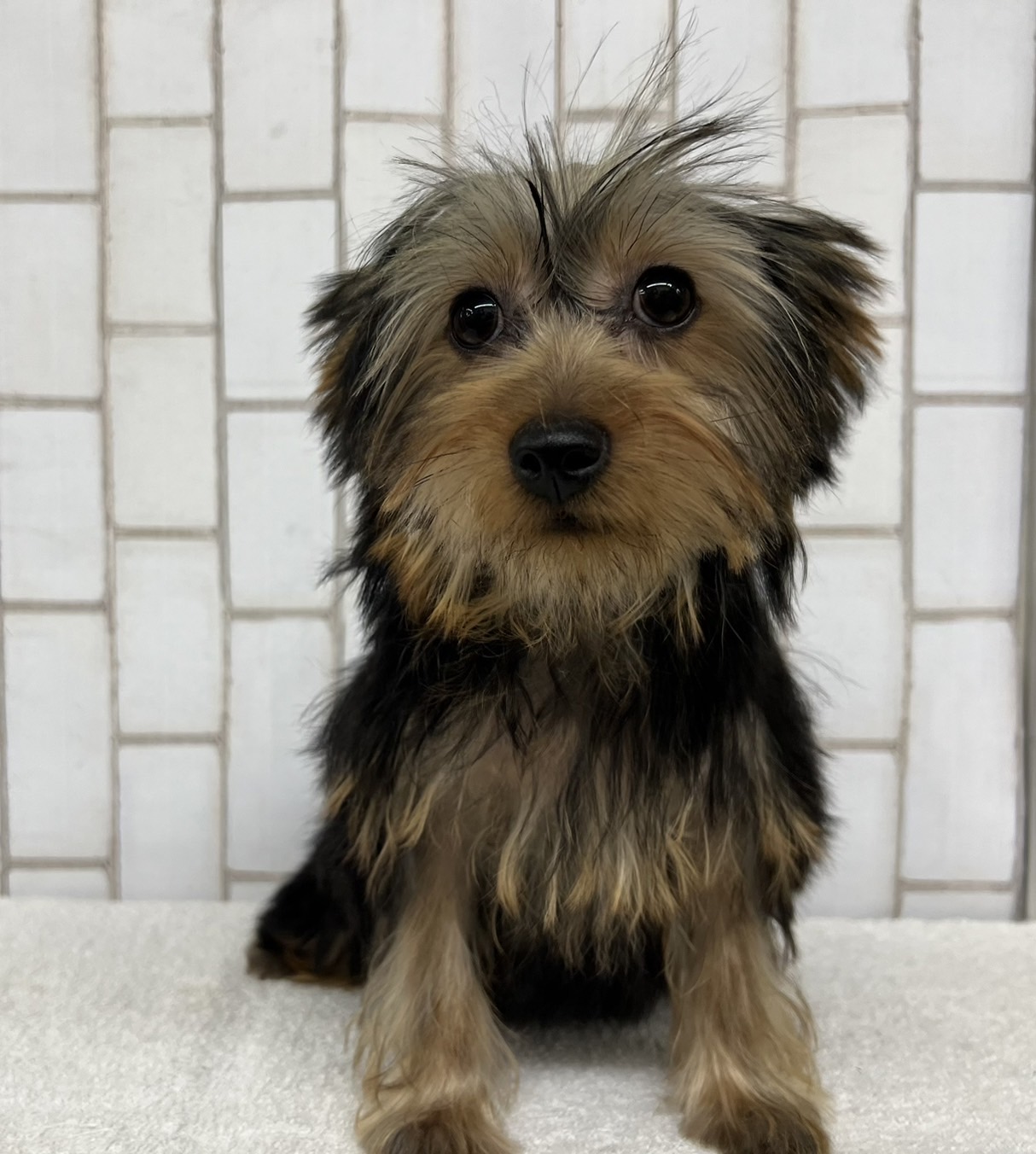 ヨークシャー・テリア｜ペット検索｜ペット大好き！